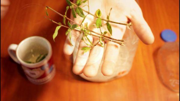 boutures sur le palmier