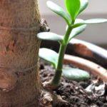 ต้นไม้และต้นกล้า