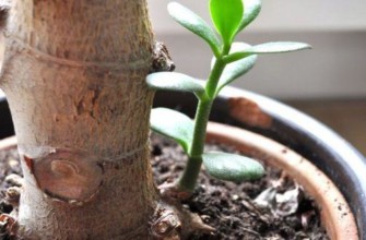 ต้นไม้และต้นกล้า