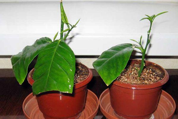 enracinement des boutures