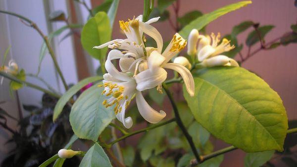 fleurs de citronnier