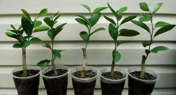 récipient avec boutures