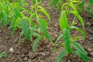 กฎการขยายพันธุ์พีชโดยการปักชำ กำหนดเวลา และการดูแล