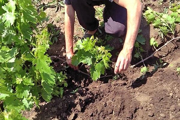 propagation de la vigne