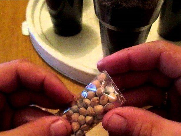 การเจริญเติบโตจากเมล็ด