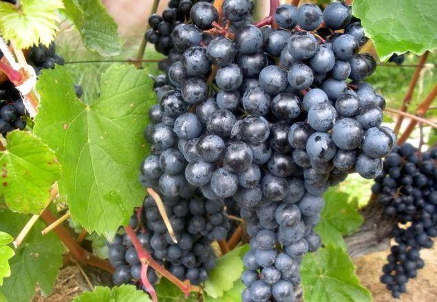 raisins dans le jardin