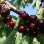 กิ่งที่มีเชอร์รี่