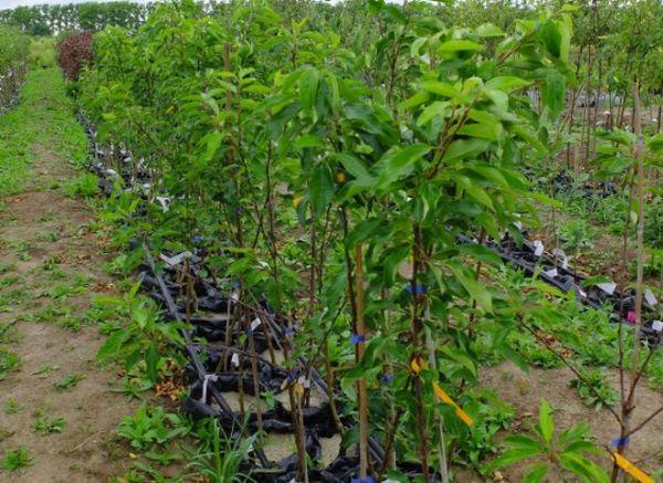 ต้นกล้าเชอร์รี่