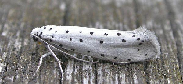 ผีเสื้อกลางคืนผลไม้