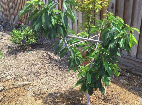 ต้นกล้าเล็ก