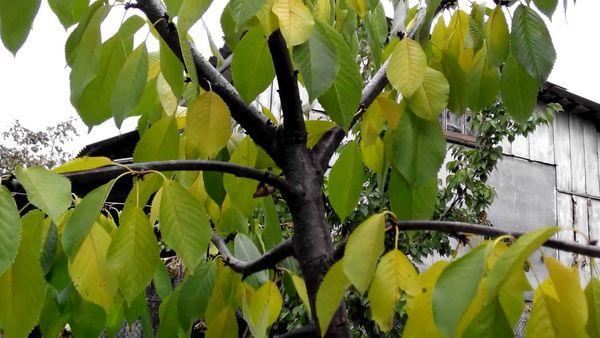 การรดน้ำเชอร์รี่