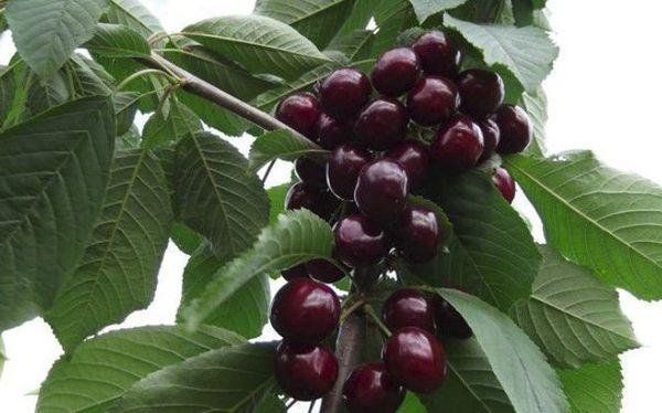 พันธุ์ที่สามารถผสมพันธุ์ได้เอง