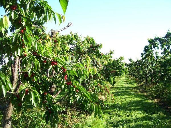 ต้นไม้ในสวน