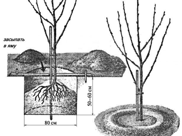 หลุมปลูก