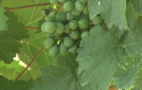 การตัดแต่งกิ่งองุ่น