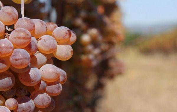 องุ่นสุก