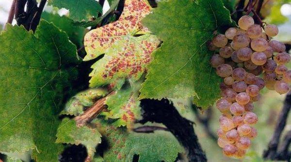 ลักษณะและการปลูกองุ่นพันธุ์รคัตซิเทลี