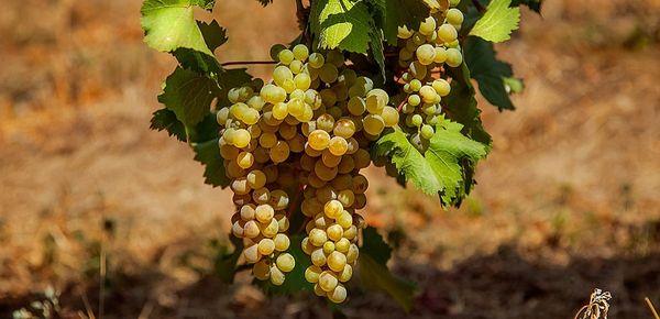 พวงองุ่น