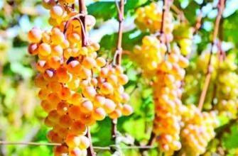 องุ่นสุก