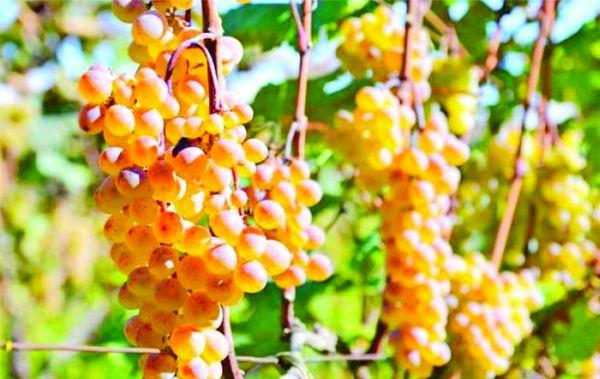 องุ่นสุก