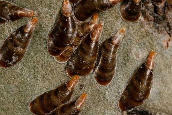 แมลงเกล็ดรูปจุลภาค