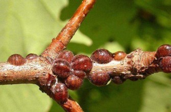 แมลงเกล็ดแคลิฟอร์เนีย