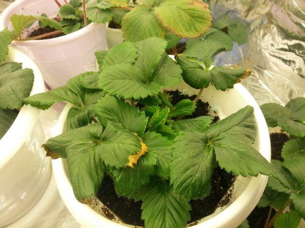 fraises en pot