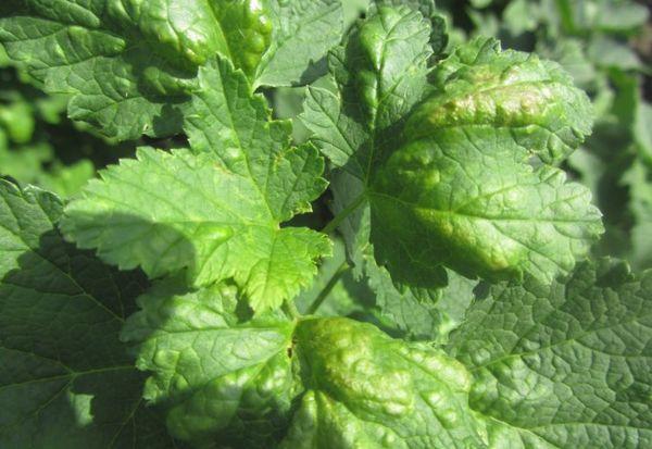 Infestation de parasites