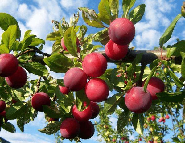 พันธุ์พลัมจีน