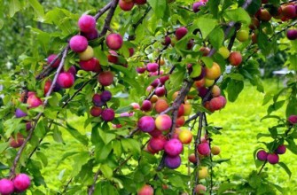 พลัมจีน