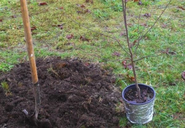 การปลูกต้นพลัม