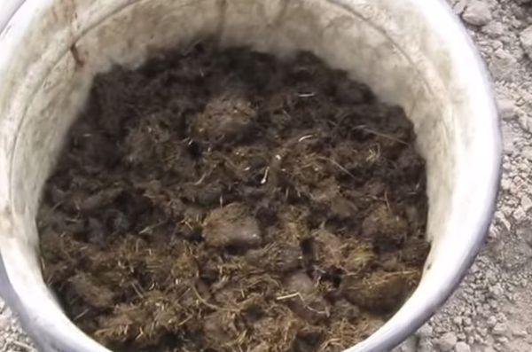 ปุ๋ยสำหรับลูกพลัม