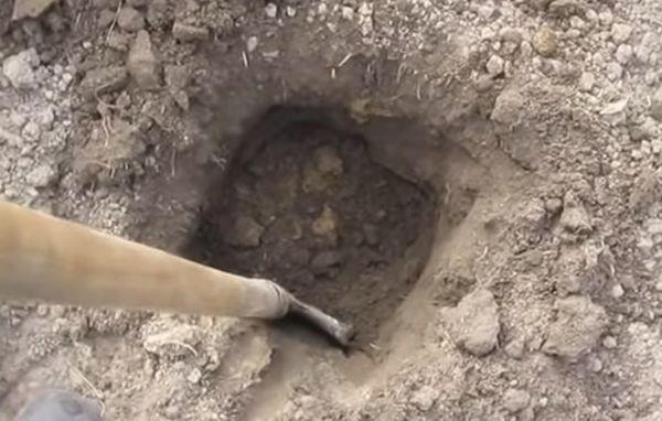 หลุมปลูก