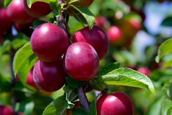 ลูกพลัมหวาน