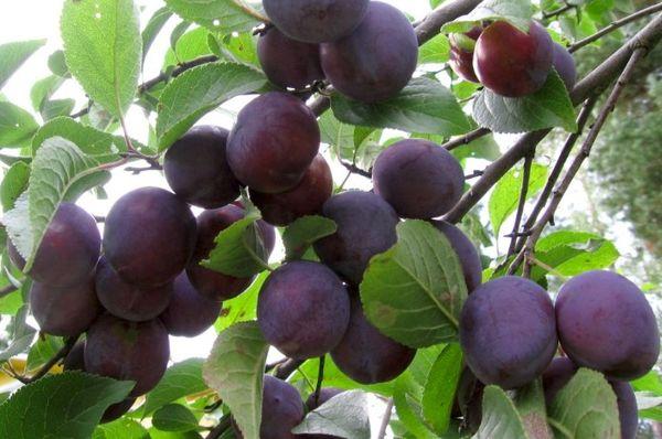 ต้นพลัม