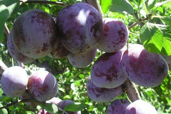 ผลพลัม