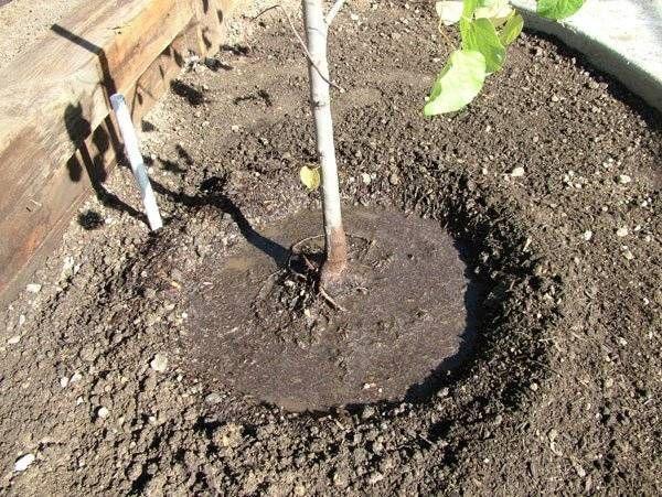 การปลูกต้นกล้า