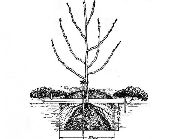 แผนการลงจอด