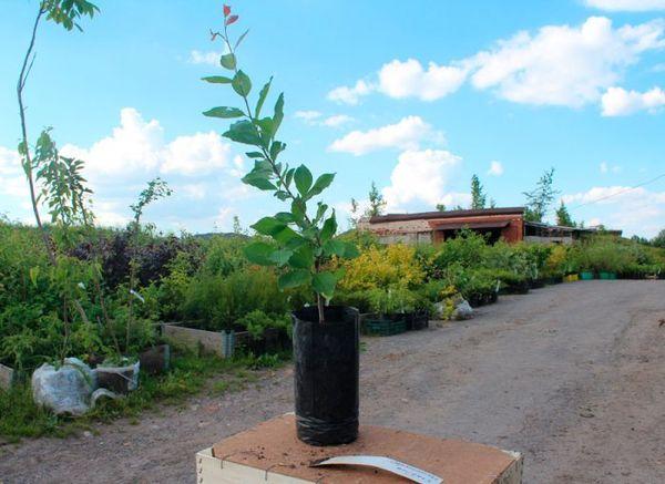 การเตรียมต้นกล้า