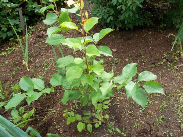 การดูแลลูกพลัม