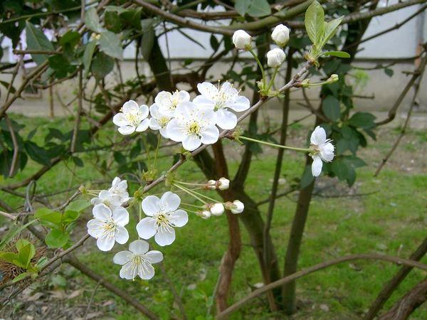 ดอกพลัม