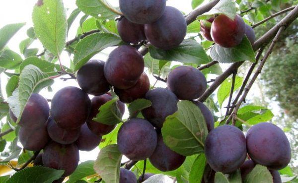 กิ่งที่มีผล