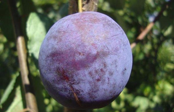 พลัมใหญ่