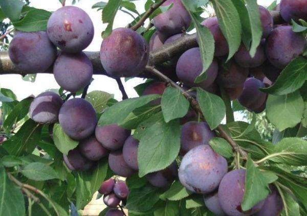 ลูกพลัมสุก