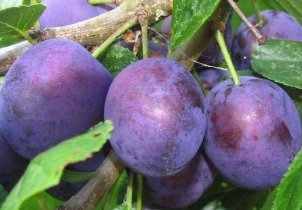 ผลพลัม