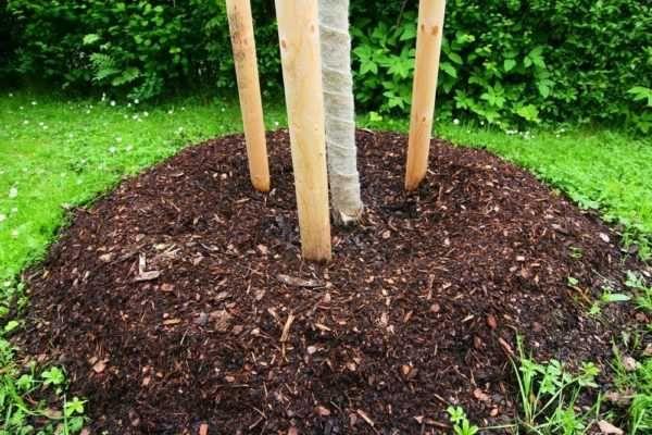 ปุ๋ยสำหรับต้นแอปเปิ้ล