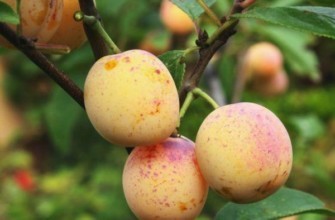 พันธุ์มิราเบลล์