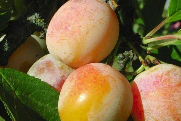 prune mûre