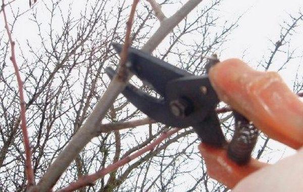 การตัดแต่งกิ่งในฤดูหนาว