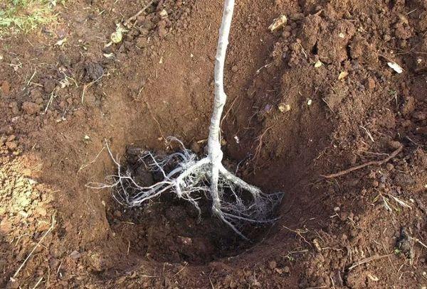 การปลูกต้นพลัม